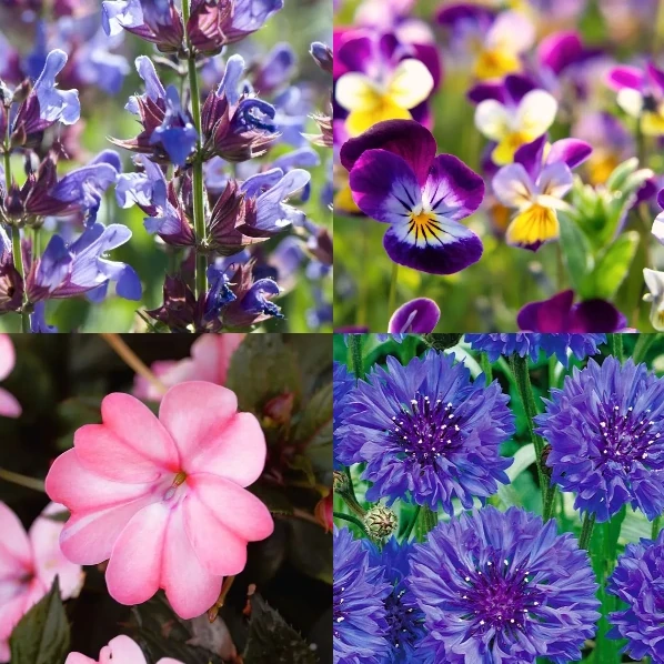 Essbare Blumen - Hab dich gern